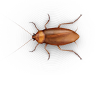 THE Official Roach Army
