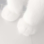 /claws