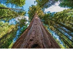 Big tree icon