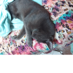 Russian blues are the best