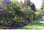 Lilac Rainbow <3