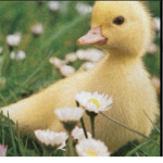 Beautiful ducklings