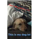 Doges are great fan club