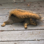 squirreIs