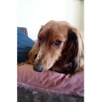 DOG ARE AWESOME GROUP