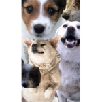 Cute puppy’s :3