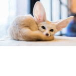 Fennec Fox squad!