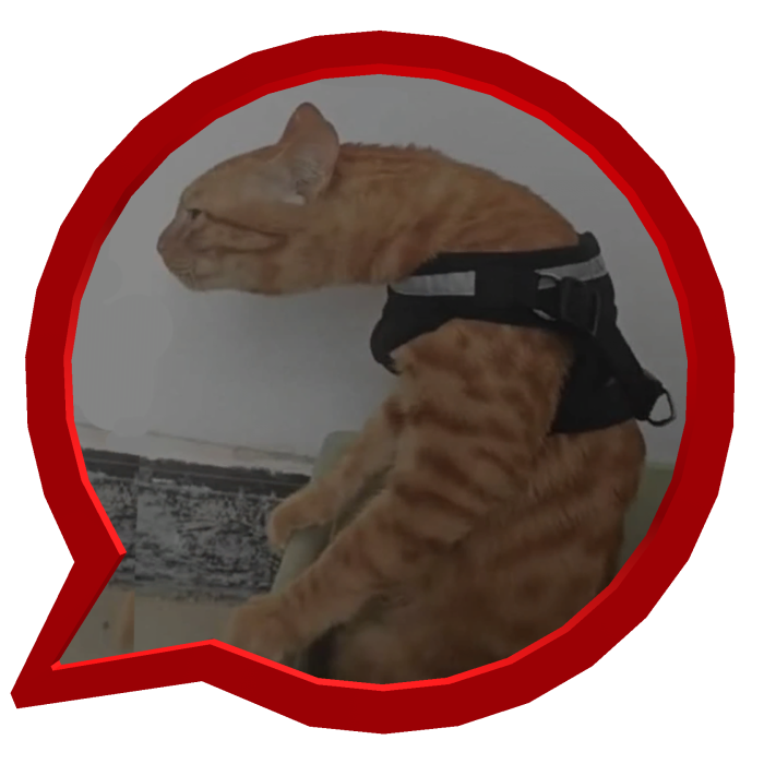 Red Circle  Orange cat with bad posture
