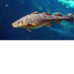 cod (the fish) fans