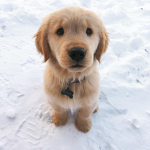 The Dependable Dogs