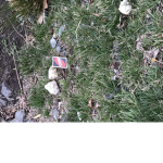 Uno the Reverse Card