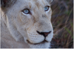 LionHeart and Scar Fan Club!