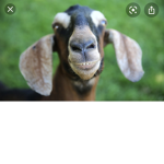 Goats forever