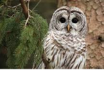 Roblox Owl Stuido