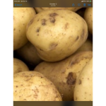 Potato potato it’s a group
