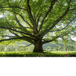 THE HOLY TREE OF BLEEDING BLADES