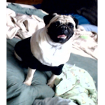 bee dawg top secret