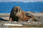 Walrus Development