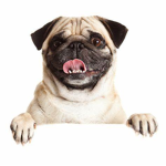 my pug puppy group
