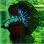FISH GUCCI GANG
