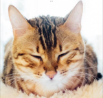 the catty