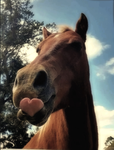 Horse back riding