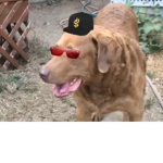 R.I.P marshall
