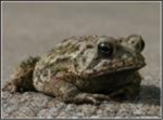 Toad Clan