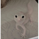geckos lair