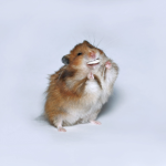 Chubby hamster group
