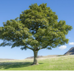 The Cult of the Trees