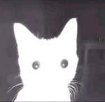 pawpcorn
