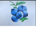 Blueberries Family's