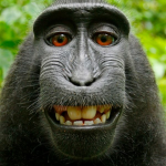 m-m-monkey