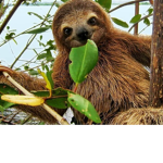 THE SLOTH CLUB LOLLLLL