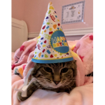 The Luna cat group