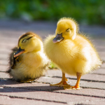 Ducks_house