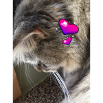 Kitten life forever