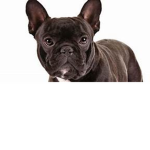 Frenchie Gang