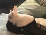 I am the rabbit war forces