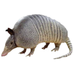 Find The Armadillos