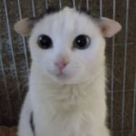 KITTY CAT YAYAY