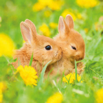 The lovely bunny’s