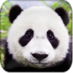 Panda Squad000ee