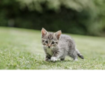 Cats bro