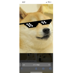 The doge boissssss