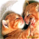 cat luvers of robloxia