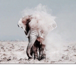 Save the wildlife animals