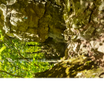 The rainforest group