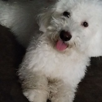 Rocco's Rescue